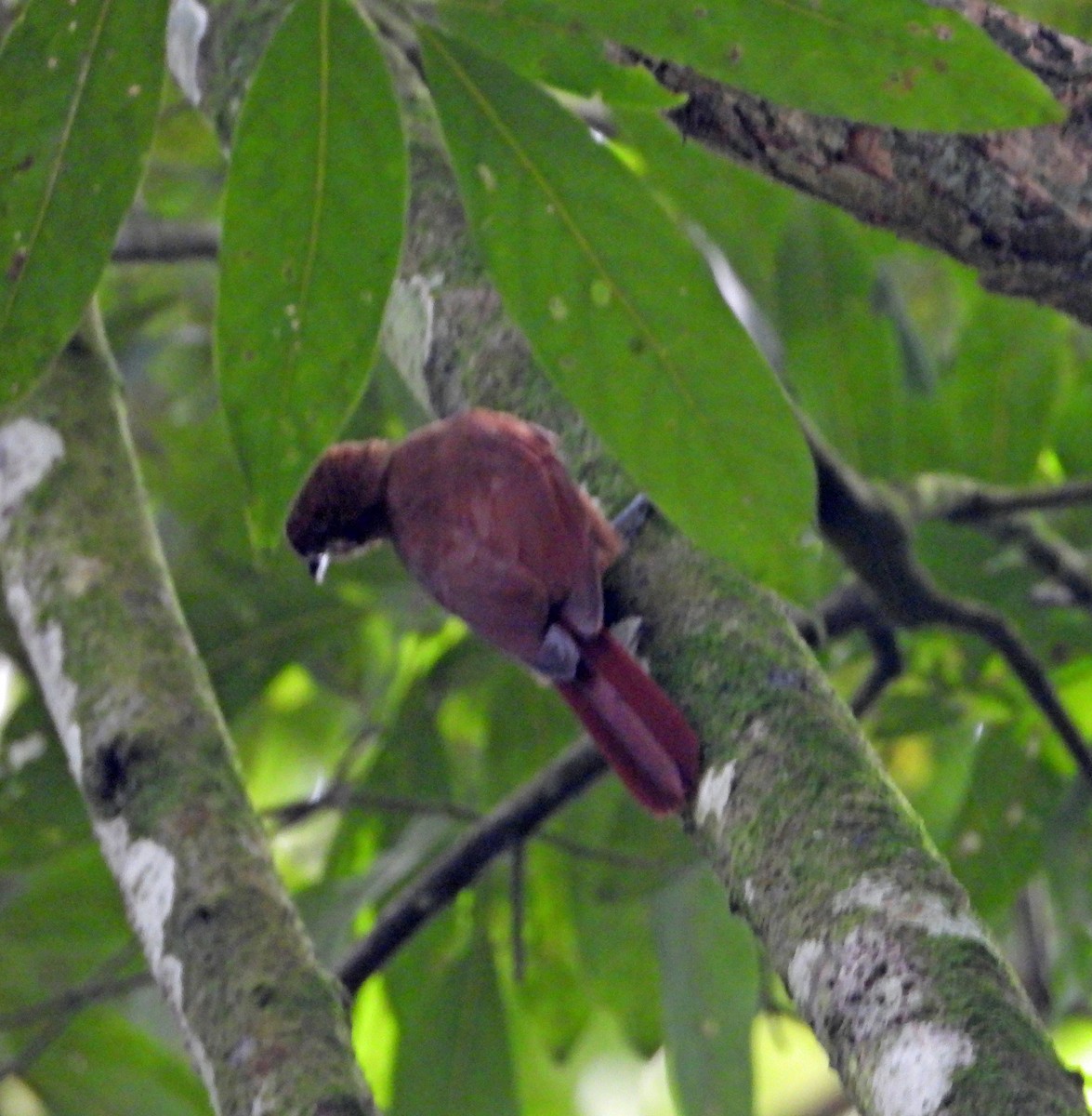 Ruddy Woodcreeper - ML622871191