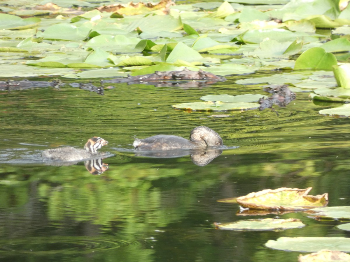 Pied-billed Grebe - Marcel Gahbauer