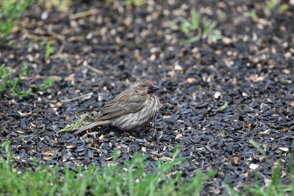 Purple Finch (Western) - ML622871212