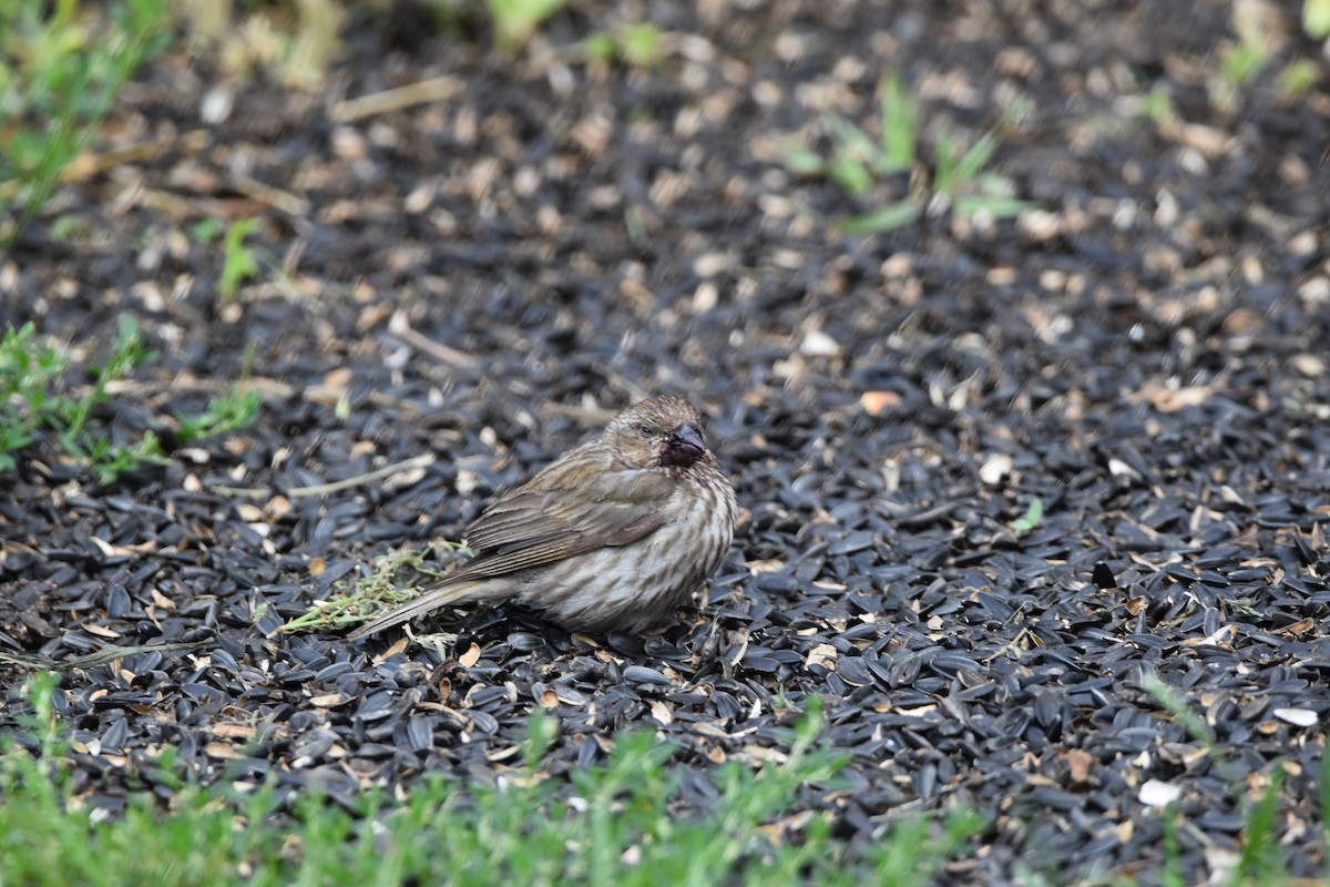 Purple Finch (Western) - ML622871215