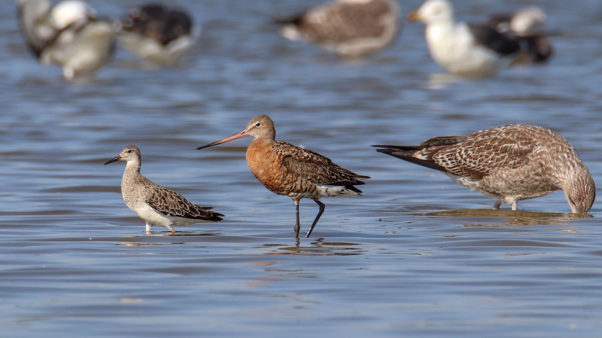 Black-tailed Godwit - Joaquín Salinas