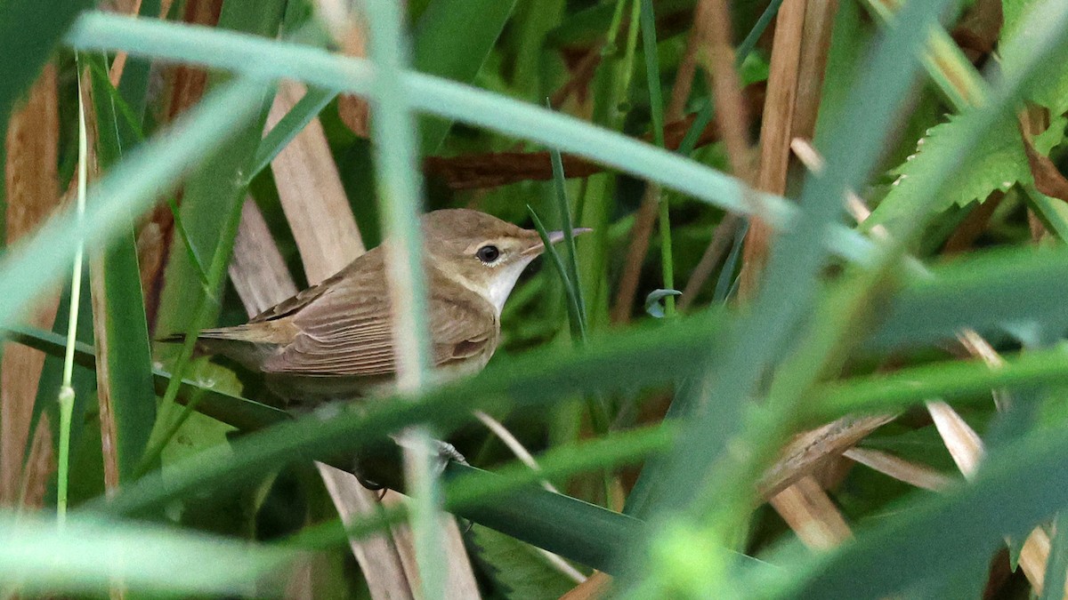 Blyth's Reed Warbler - birol hatinoğlu