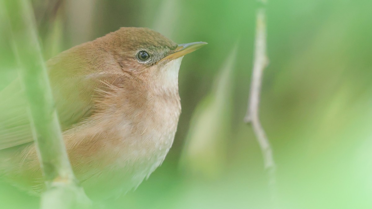 Savi's Warbler - ML622871265