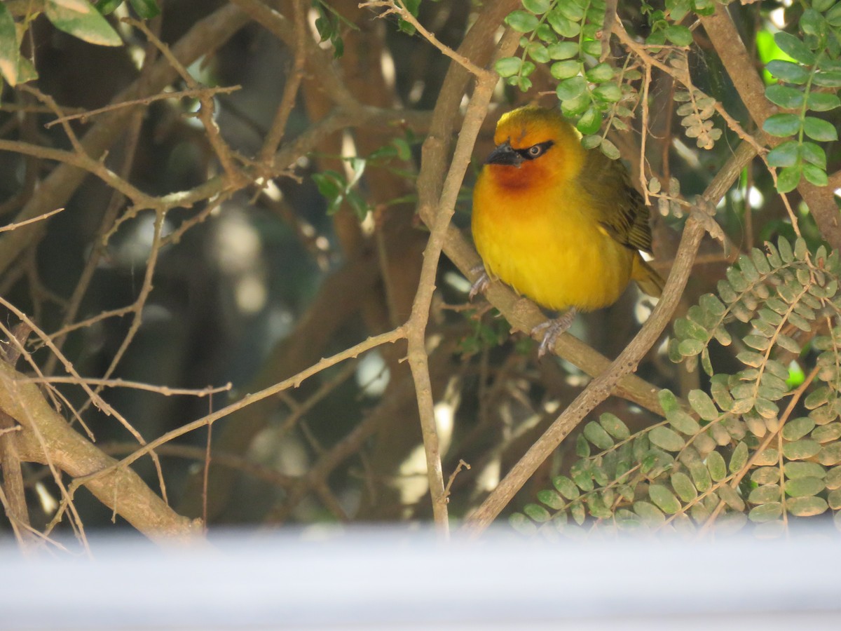 Spectacled Weaver - ML622871266