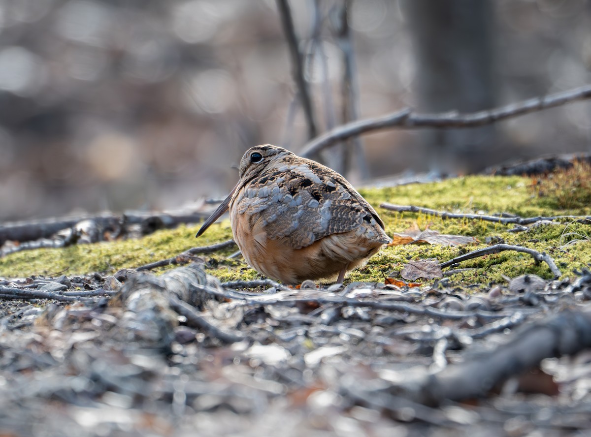 American Woodcock - ML622871288