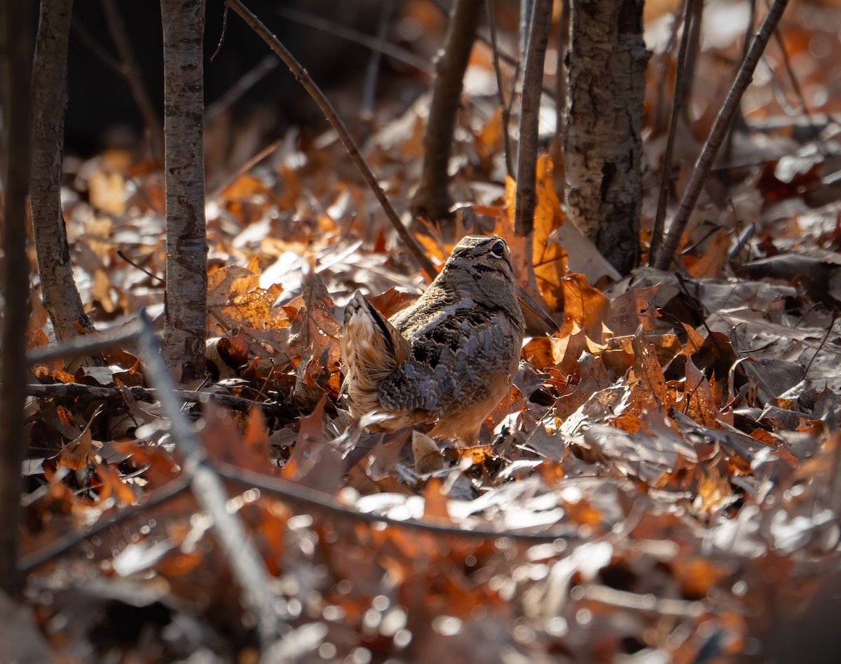 American Woodcock - ML622871289