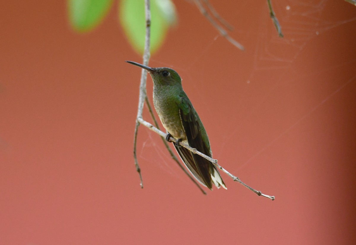 Scaly-breasted Hummingbird - ML622871319