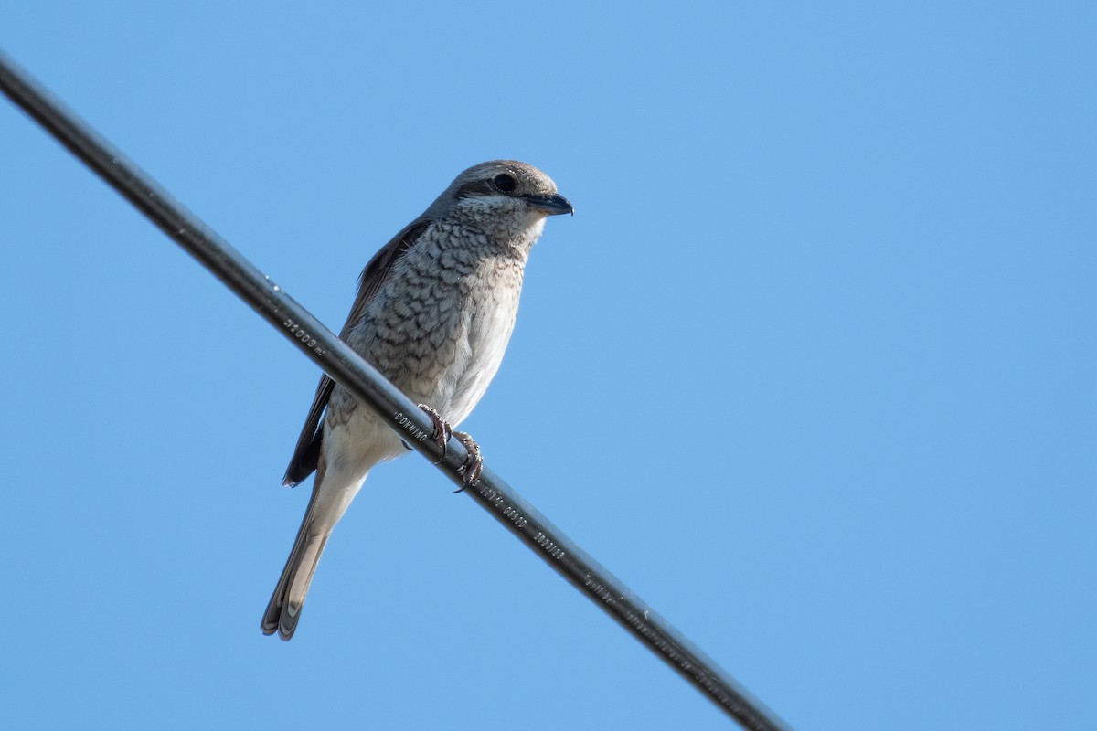 Red-backed Shrike - Ana Amaral