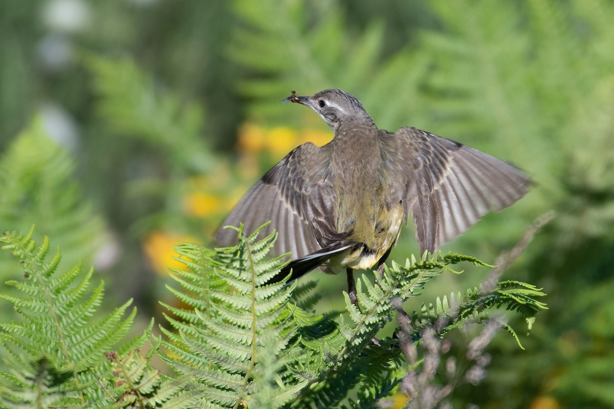 Western Yellow Wagtail - Ana Amaral