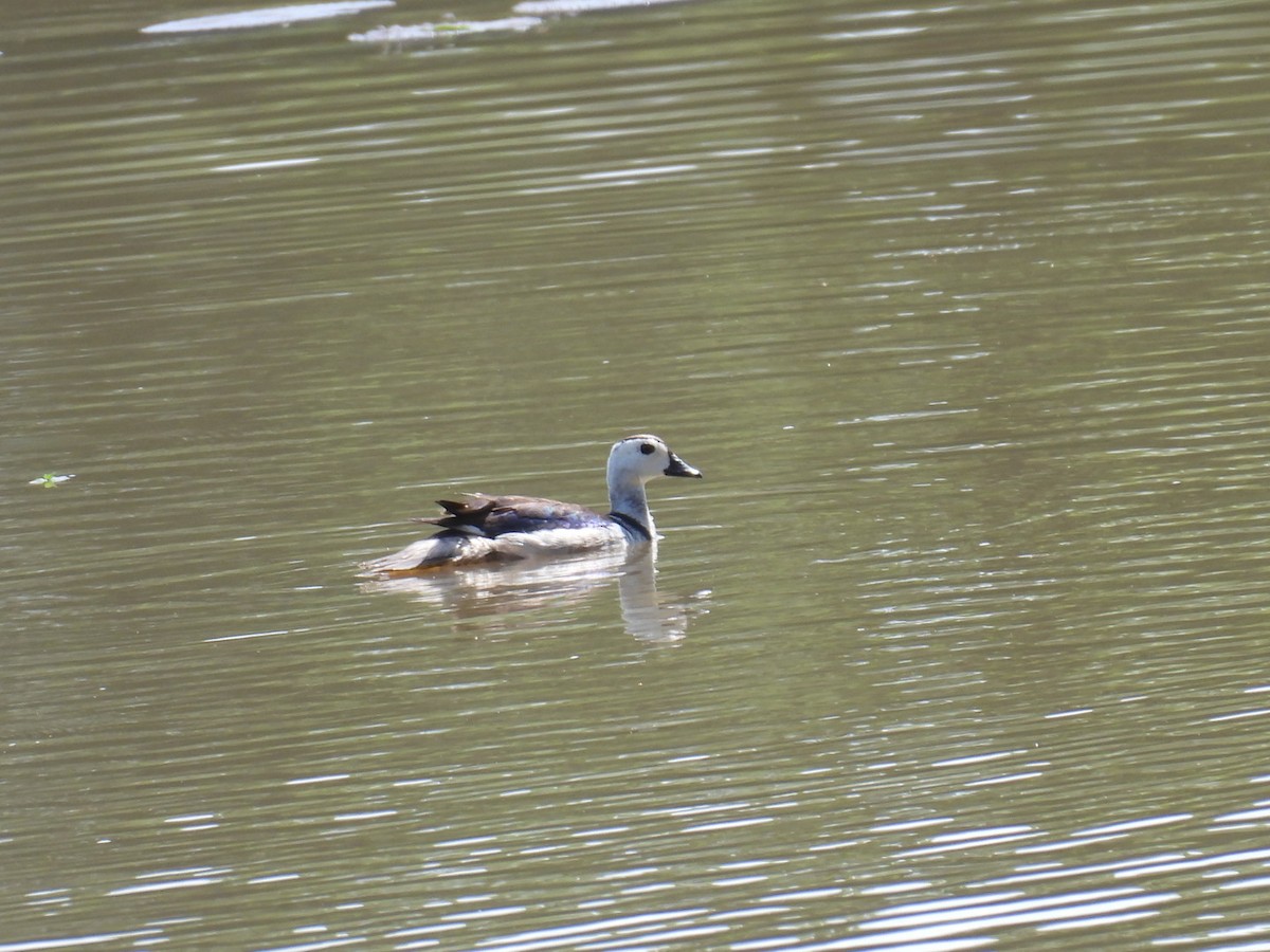 Cotton Pygmy-Goose - ML622871432