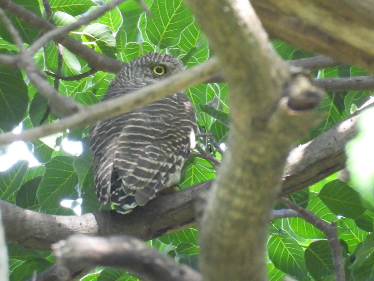 Asian Barred Owlet - ML622871439