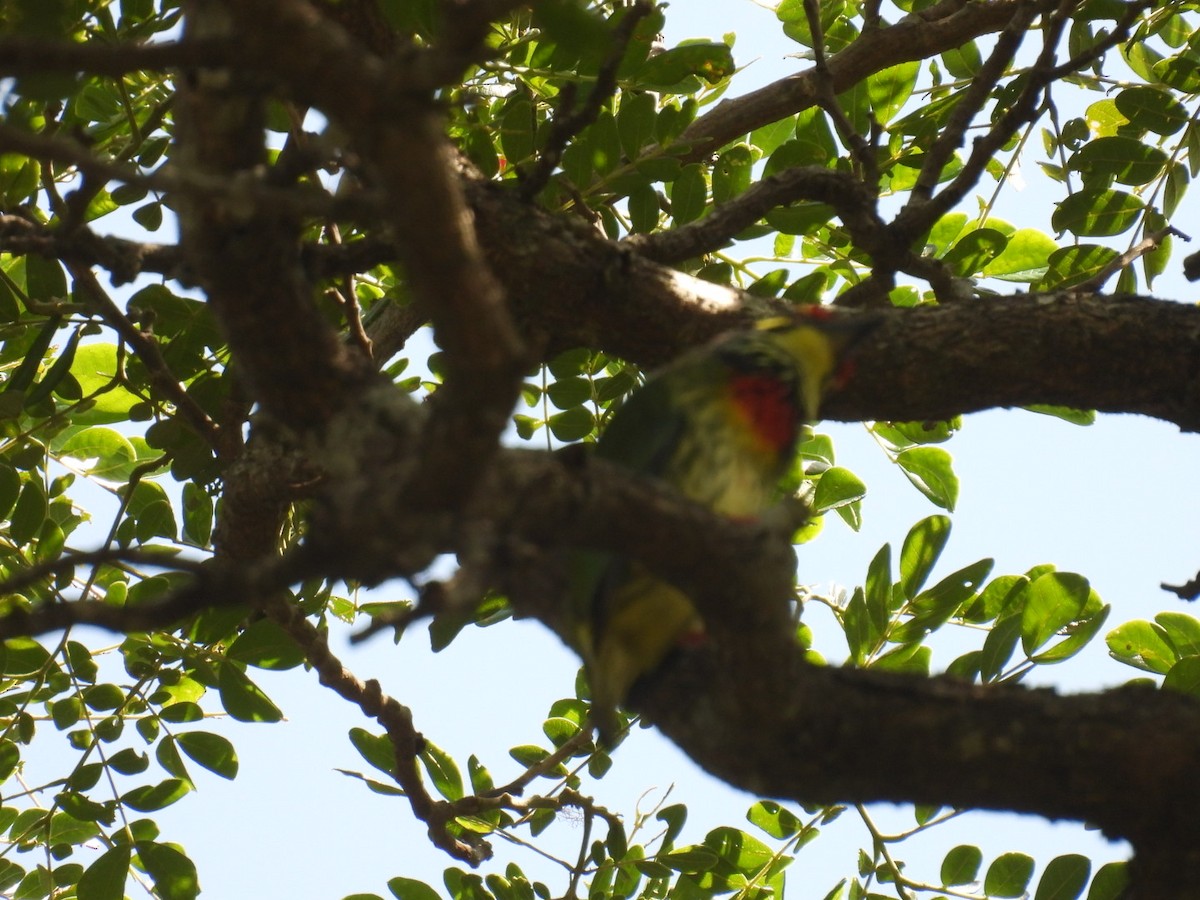 Coppersmith Barbet - Vivek Dabral