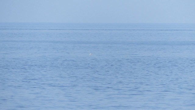 Aleutian Tern - ML622871477