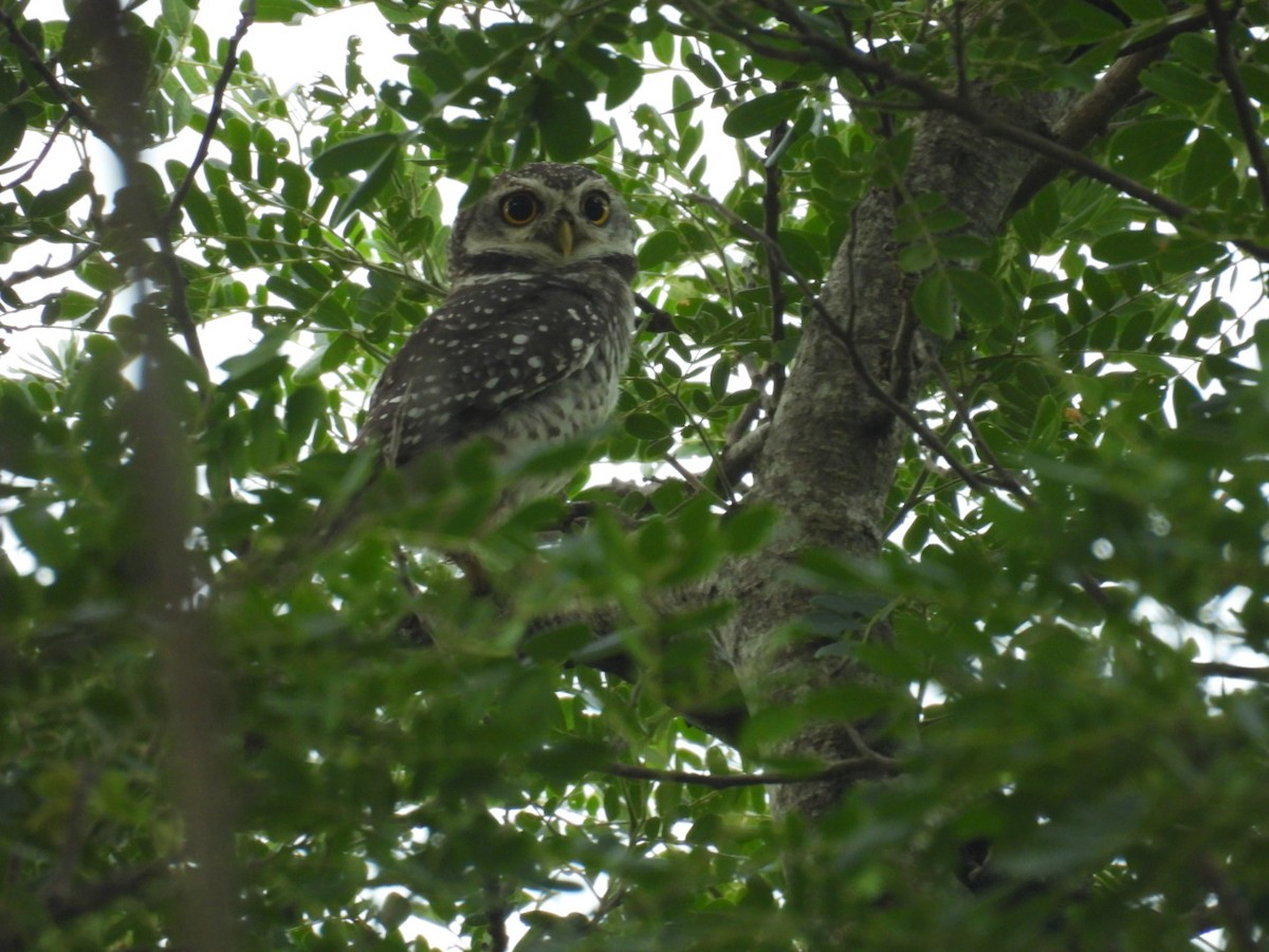 Spotted Owlet - ML622871496