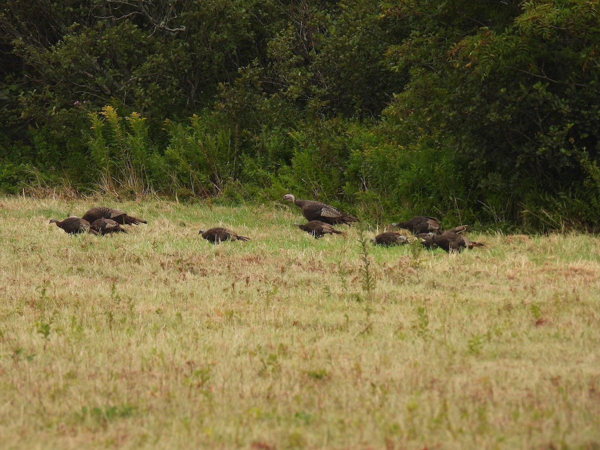 Wild Turkey - Trish Berube