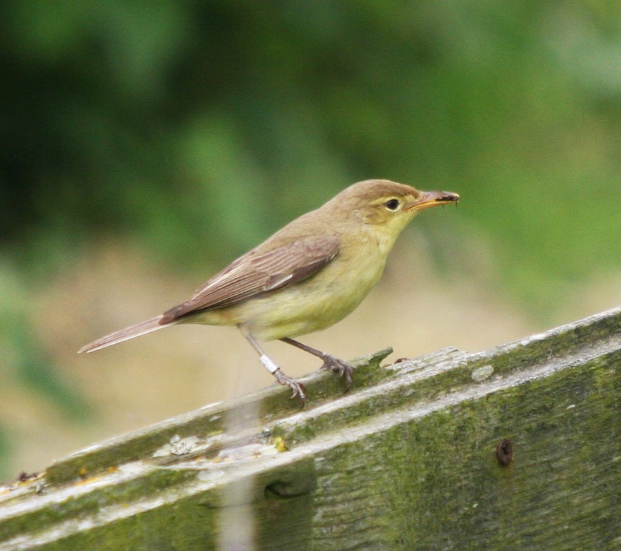 Icterine Warbler - ML622871521