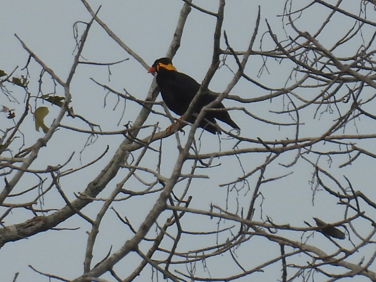 Common Hill Myna - ML622871571