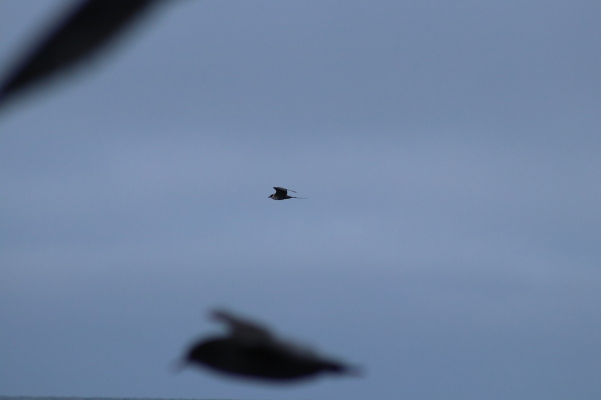 シロハラトウゾクカモメ - ML622871589