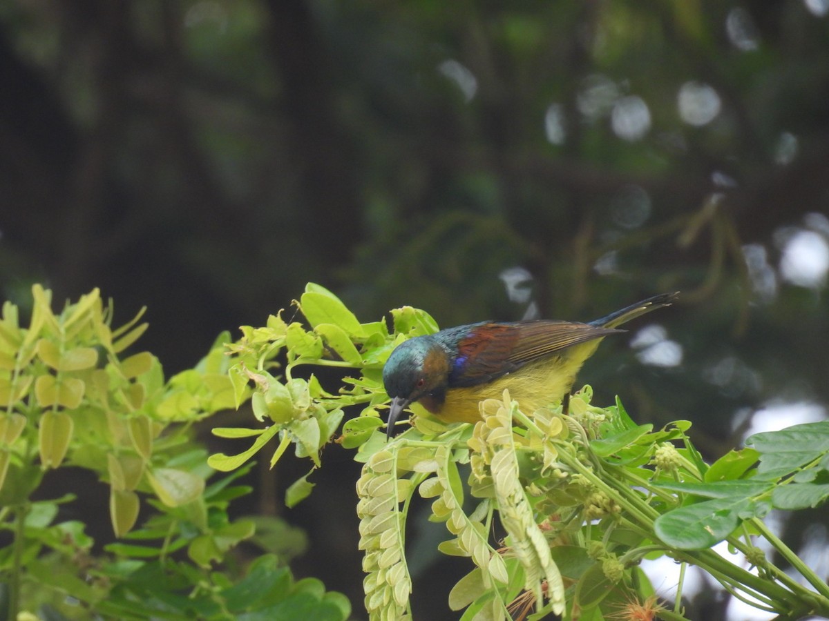 Brown-throated Sunbird - ML622871591