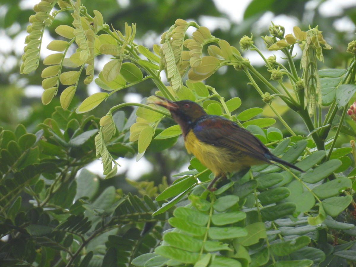 Brown-throated Sunbird - ML622871592