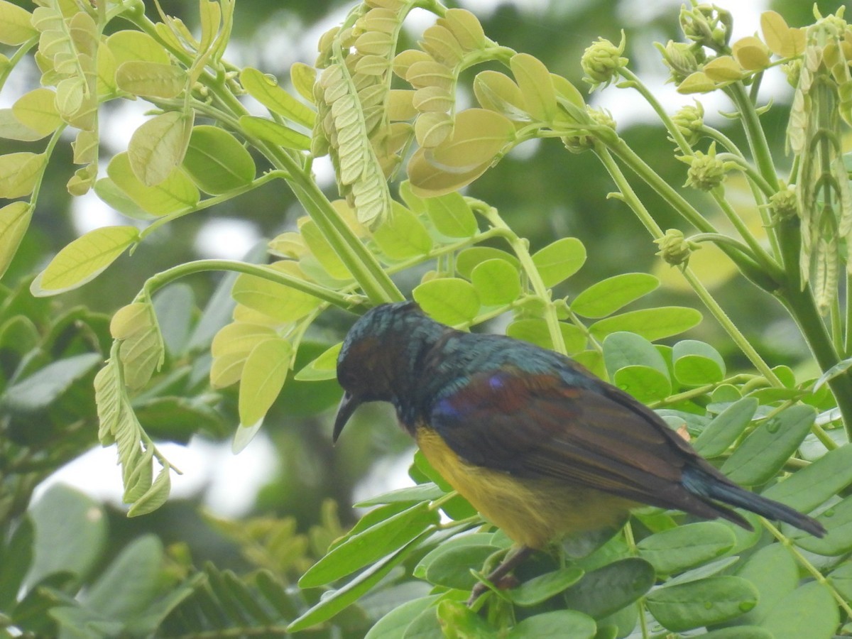 Brown-throated Sunbird - ML622871593