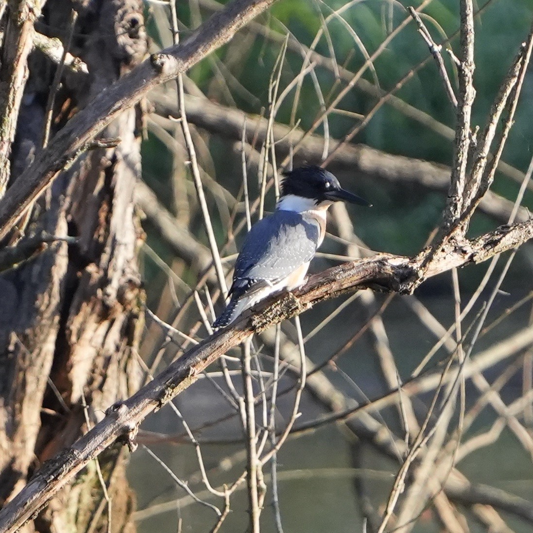 Belted Kingfisher - ML622871644