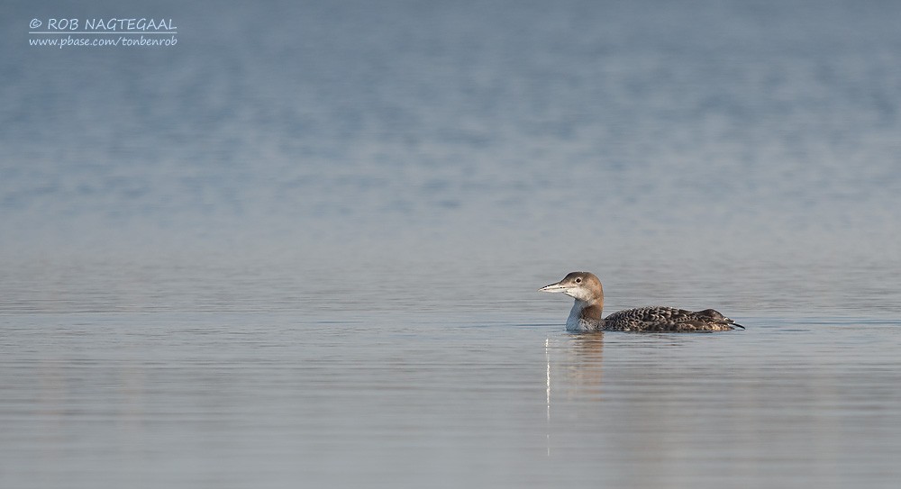 Common Loon - ML622871655