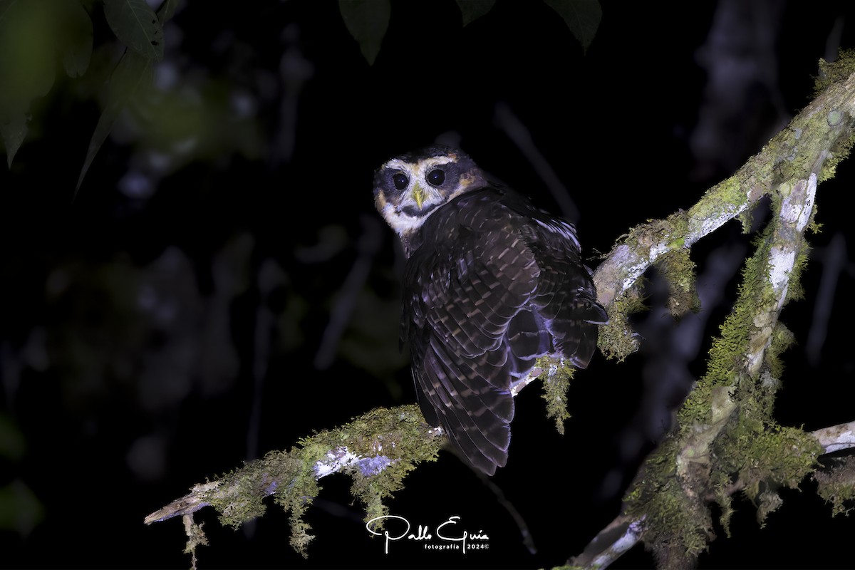 Band-bellied Owl - ML622871670