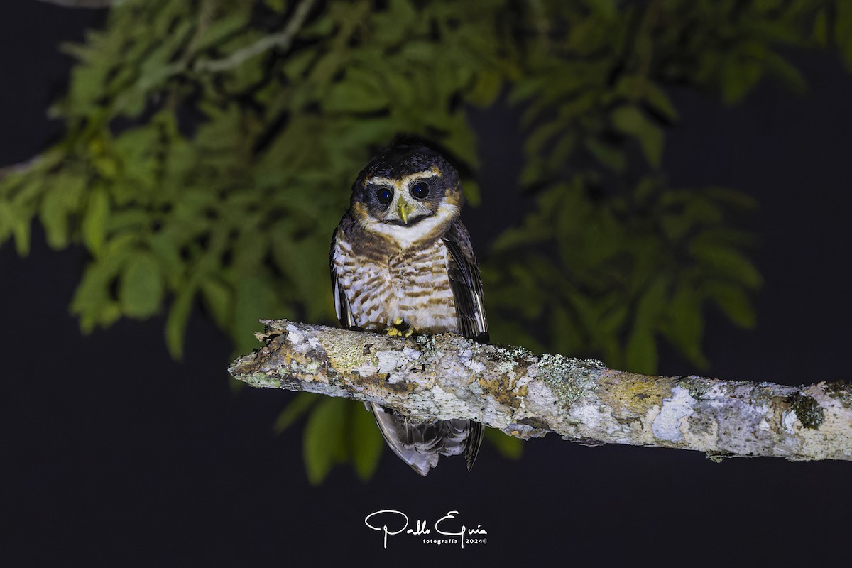 Band-bellied Owl - ML622871672