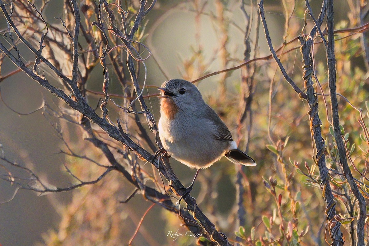 Redthroat - ML622871698