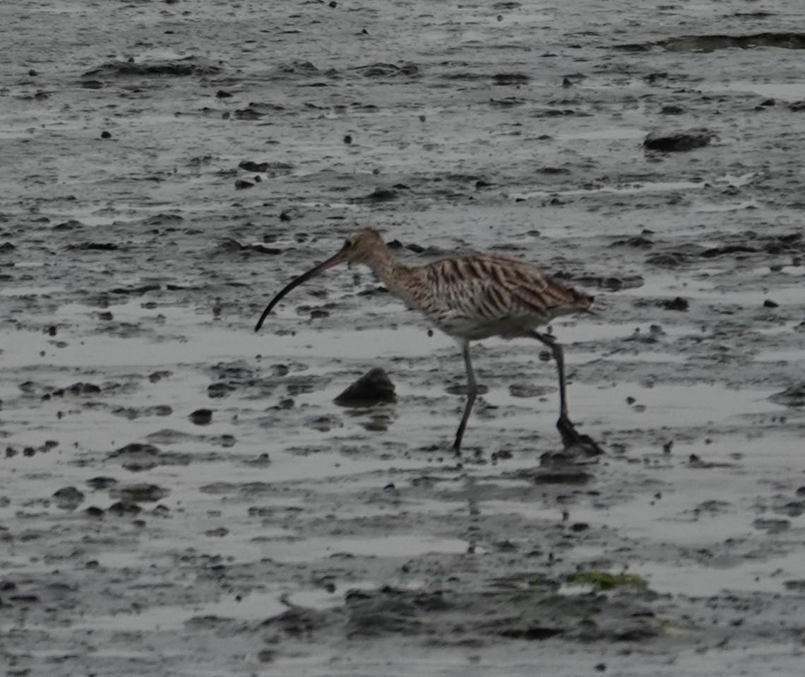 Eurasian Curlew - ML622871903