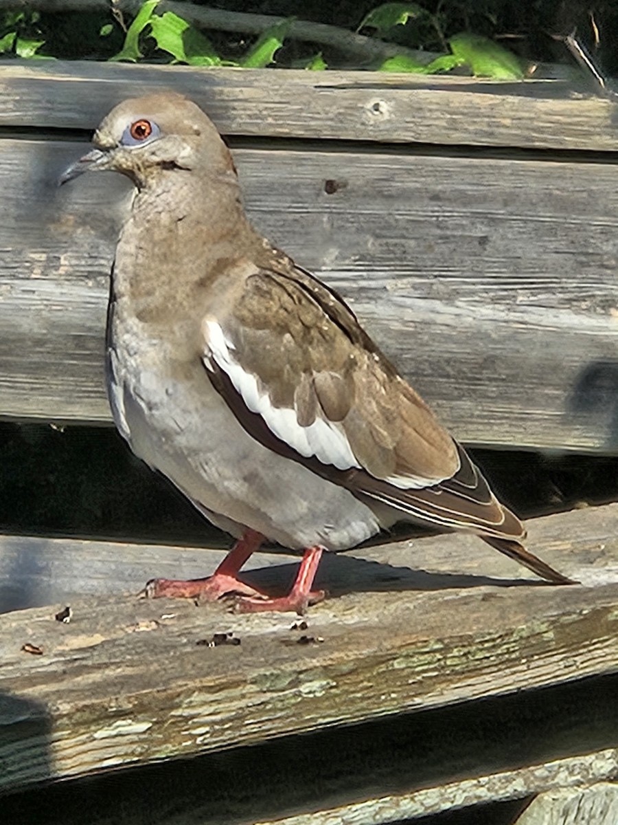 hrdlička bělavokřídlá - ML622871906