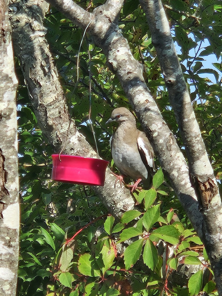 hrdlička bělavokřídlá - ML622871907