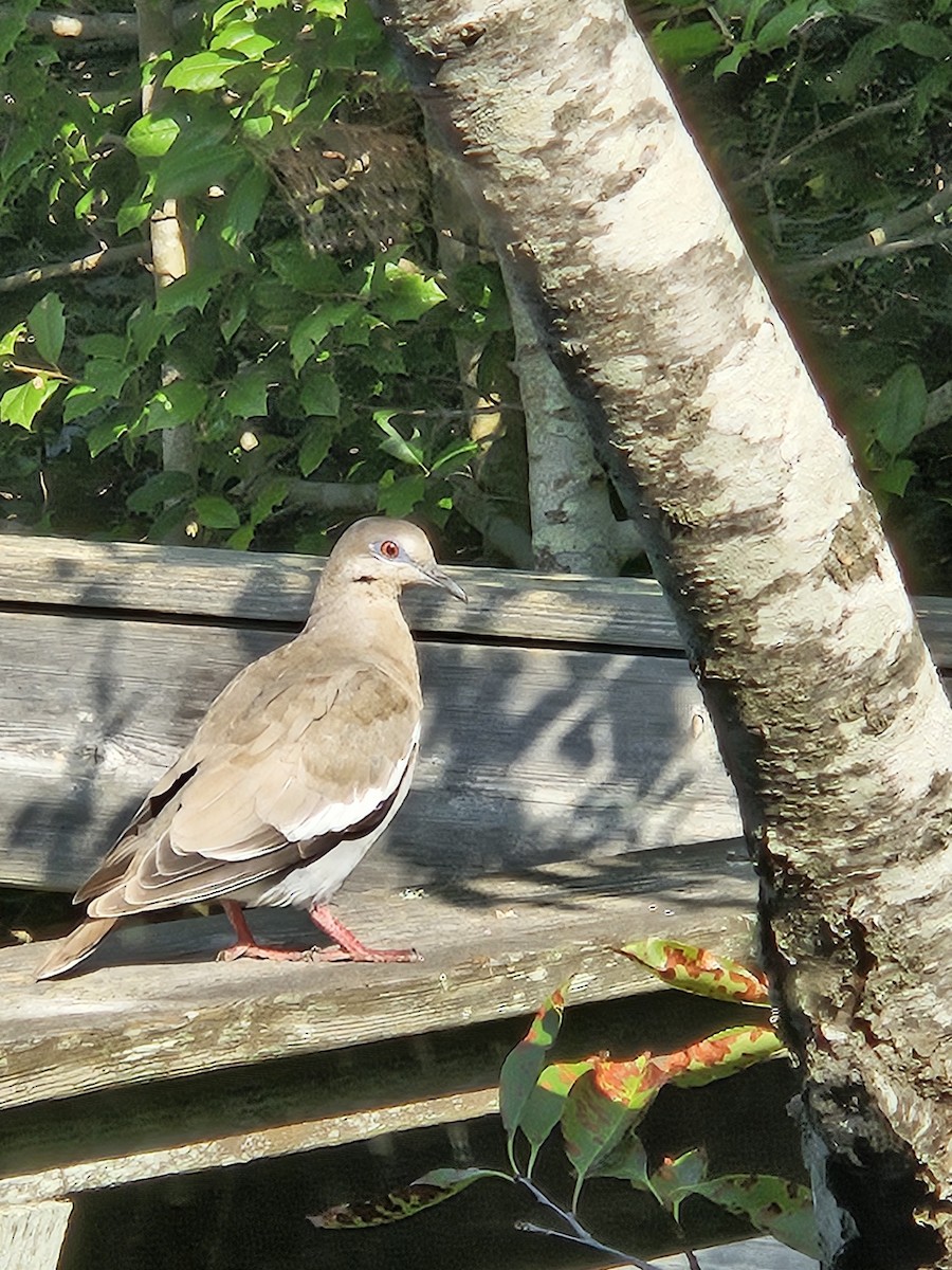 hrdlička bělavokřídlá - ML622871908