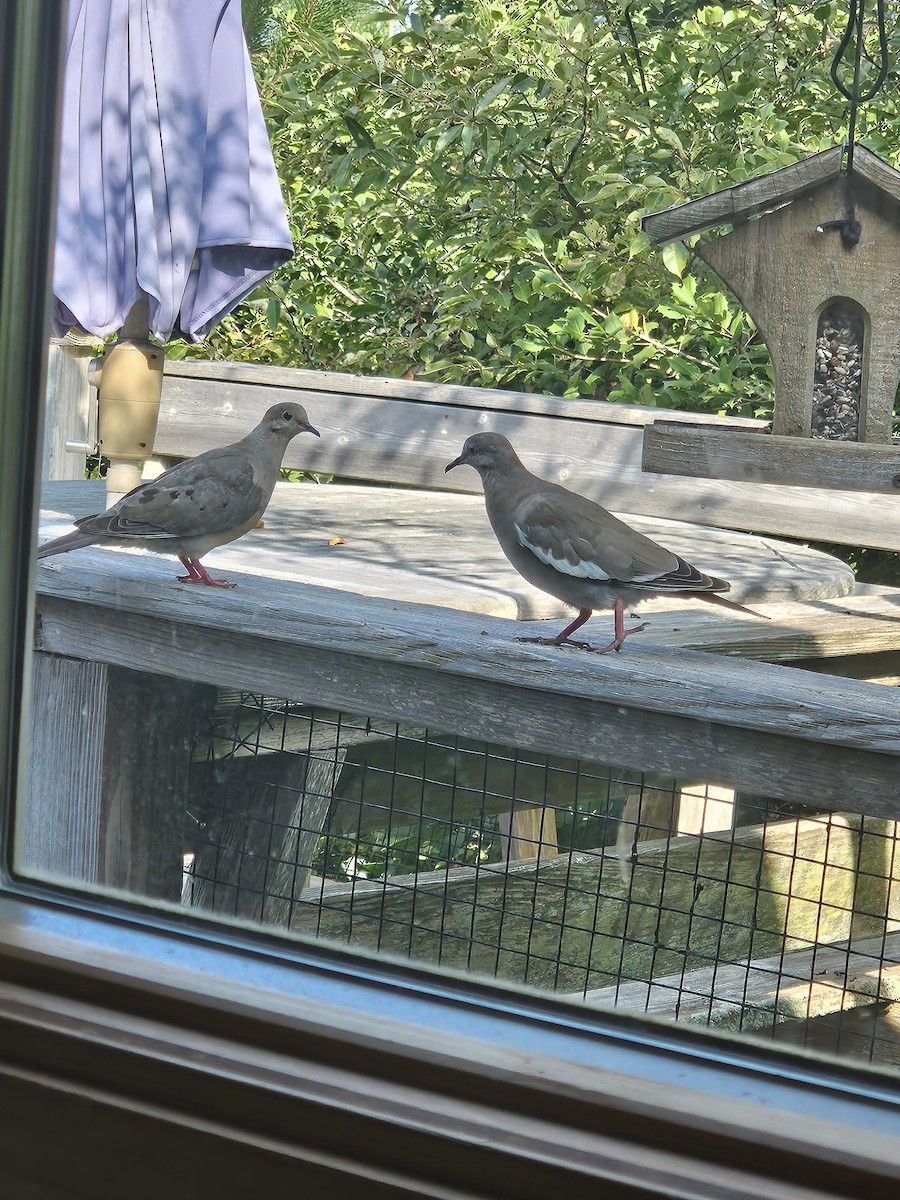 hrdlička bělavokřídlá - ML622871909