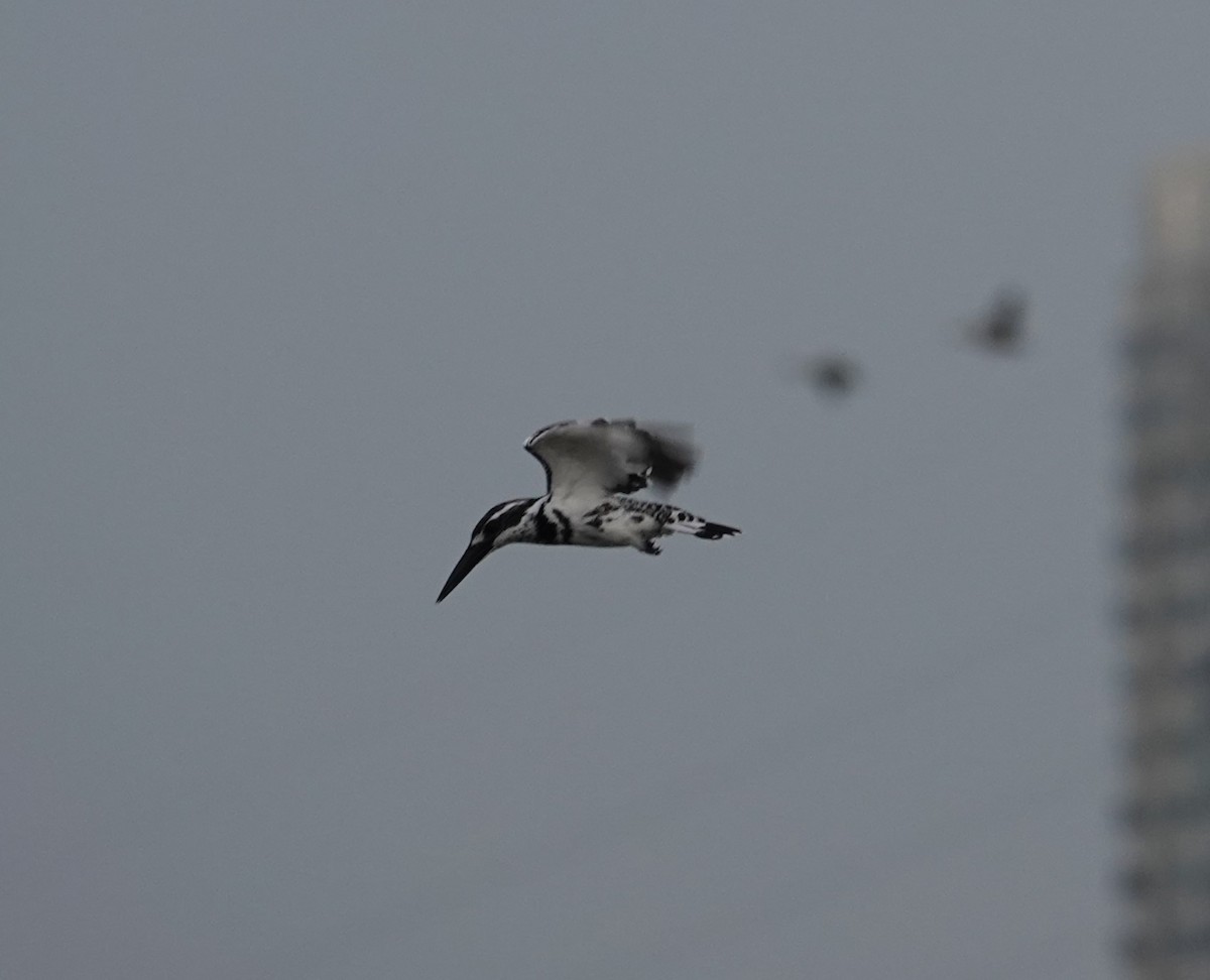 Pied Kingfisher - ML622871913