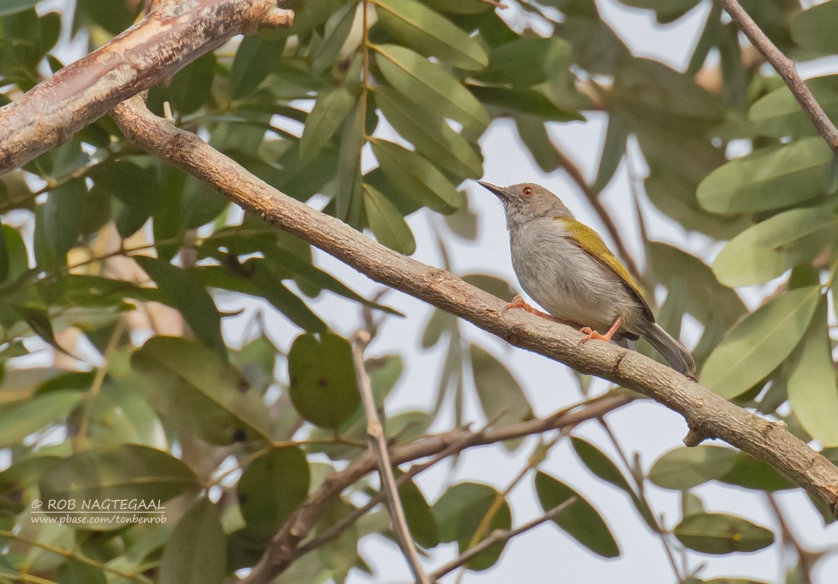 Green-backed Camaroptera - Rob Nagtegaal