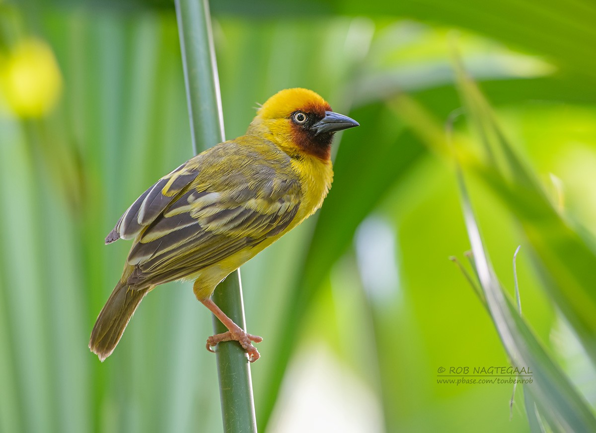 Northern Brown-throated Weaver - Rob Nagtegaal