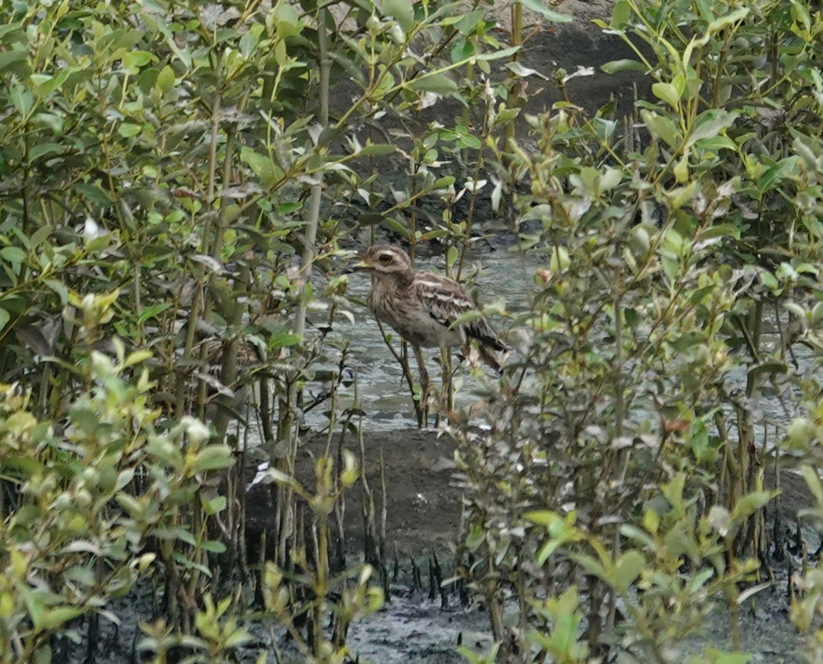 Indian Thick-knee - ML622872019
