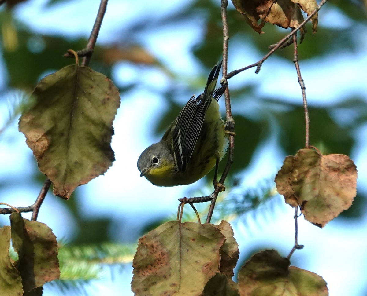 Magnolia Warbler - ML622872020