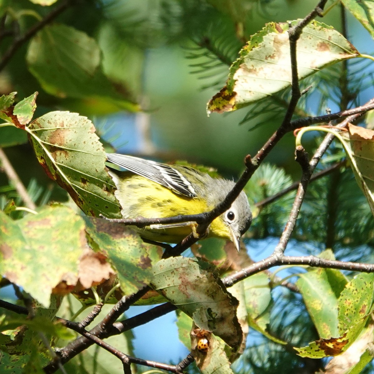 Magnolia Warbler - ML622872021