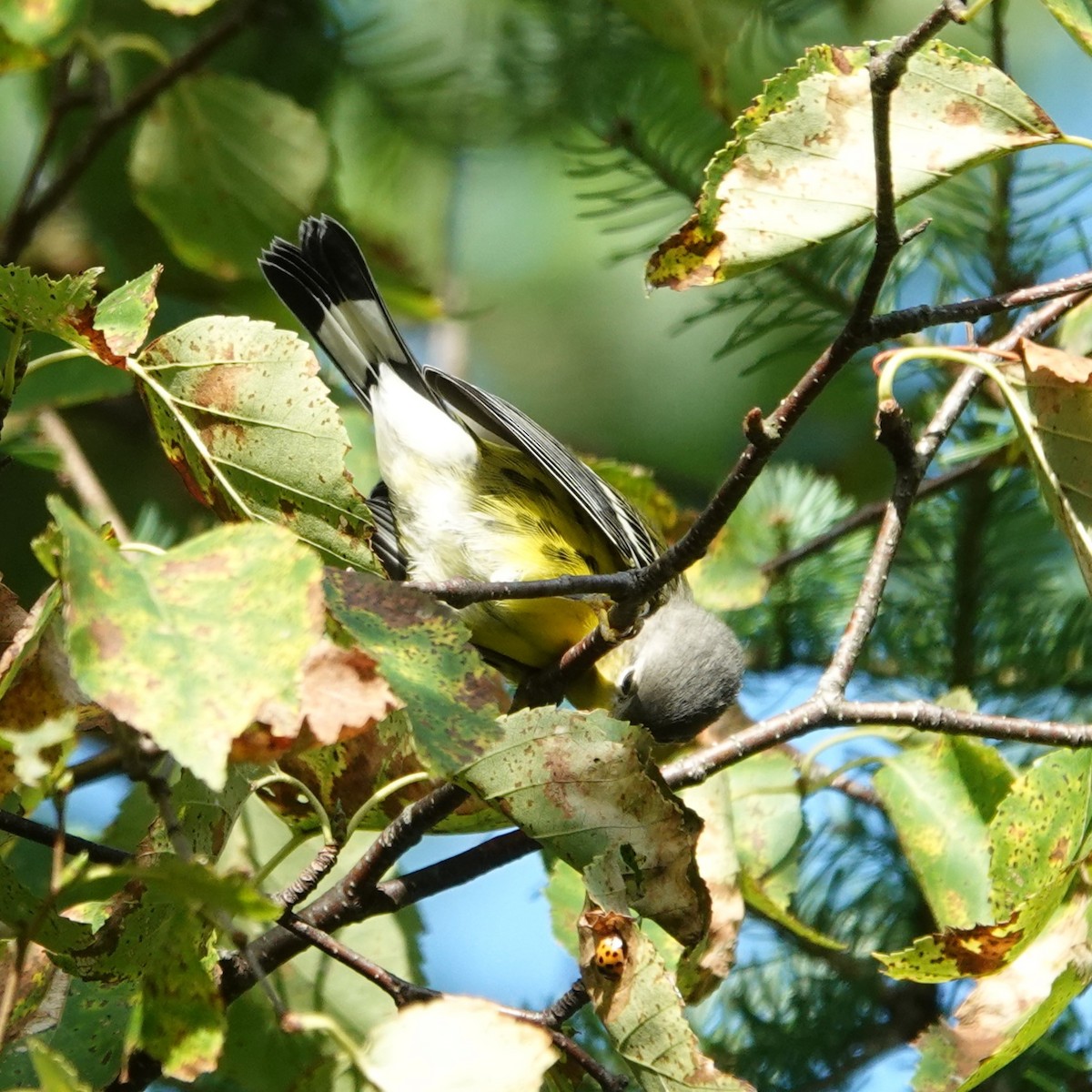 Magnolia Warbler - ML622872022