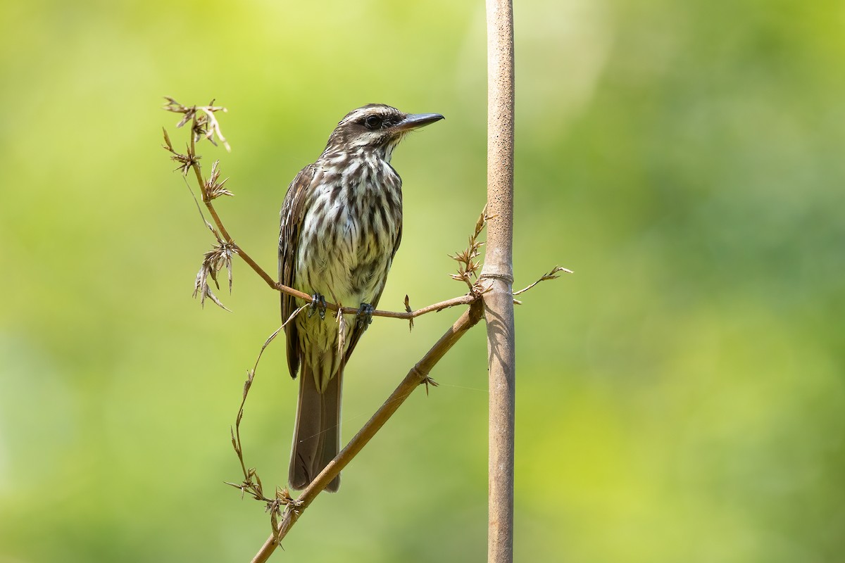 Streaked Flycatcher - ML622872032