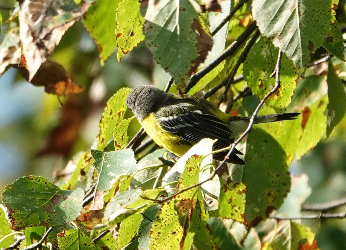 Magnolia Warbler - ML622872042