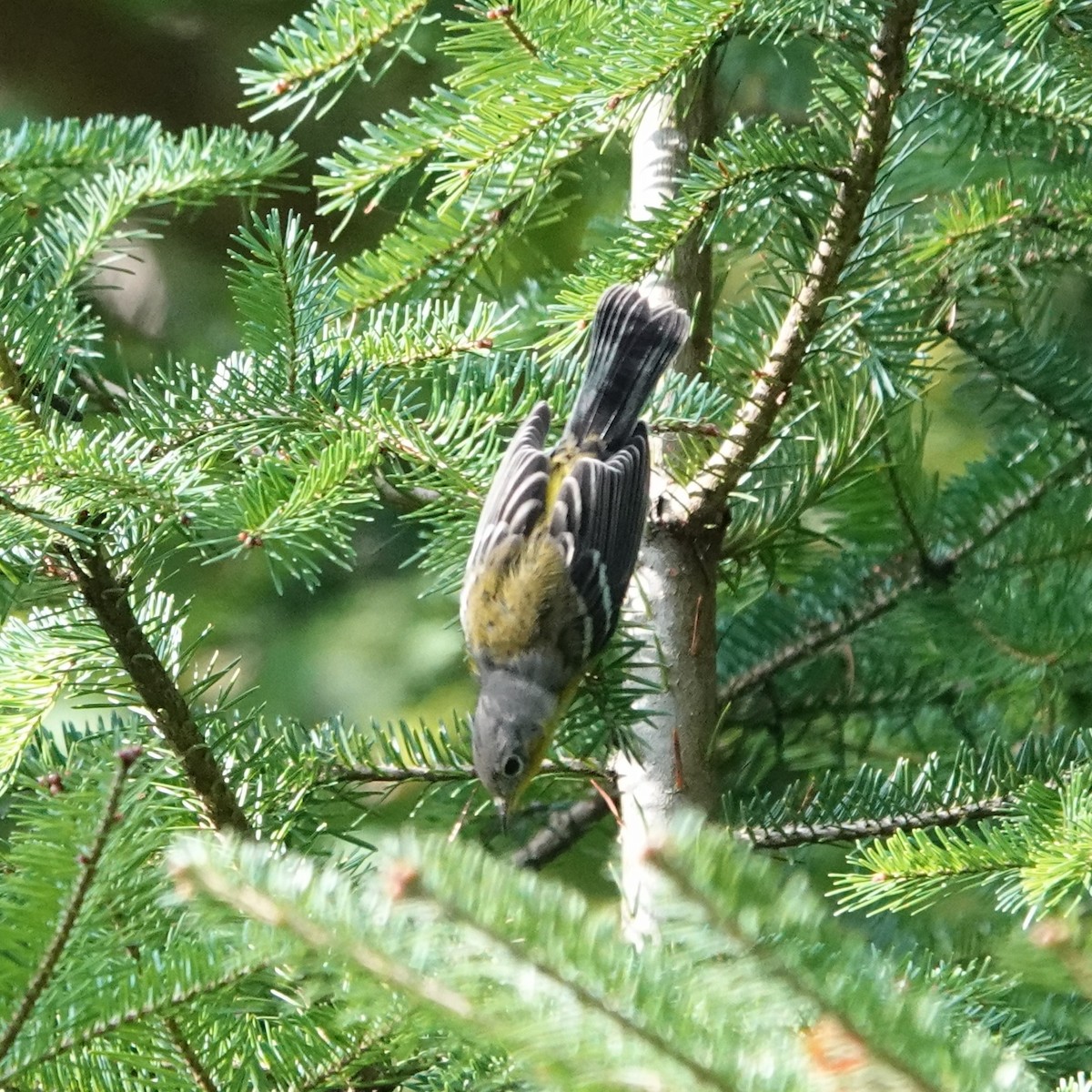 Magnolia Warbler - ML622872043