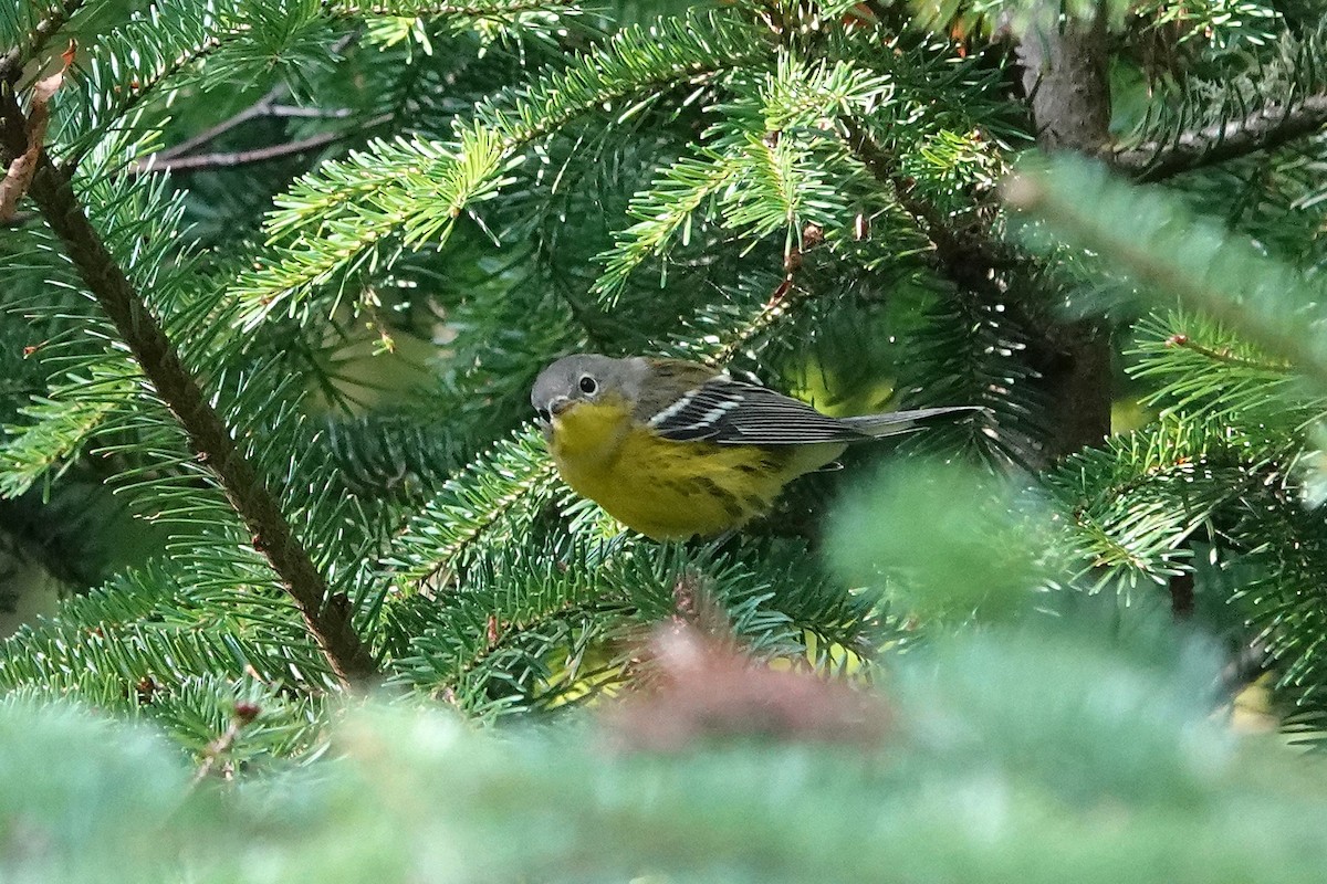 Magnolia Warbler - ML622872044