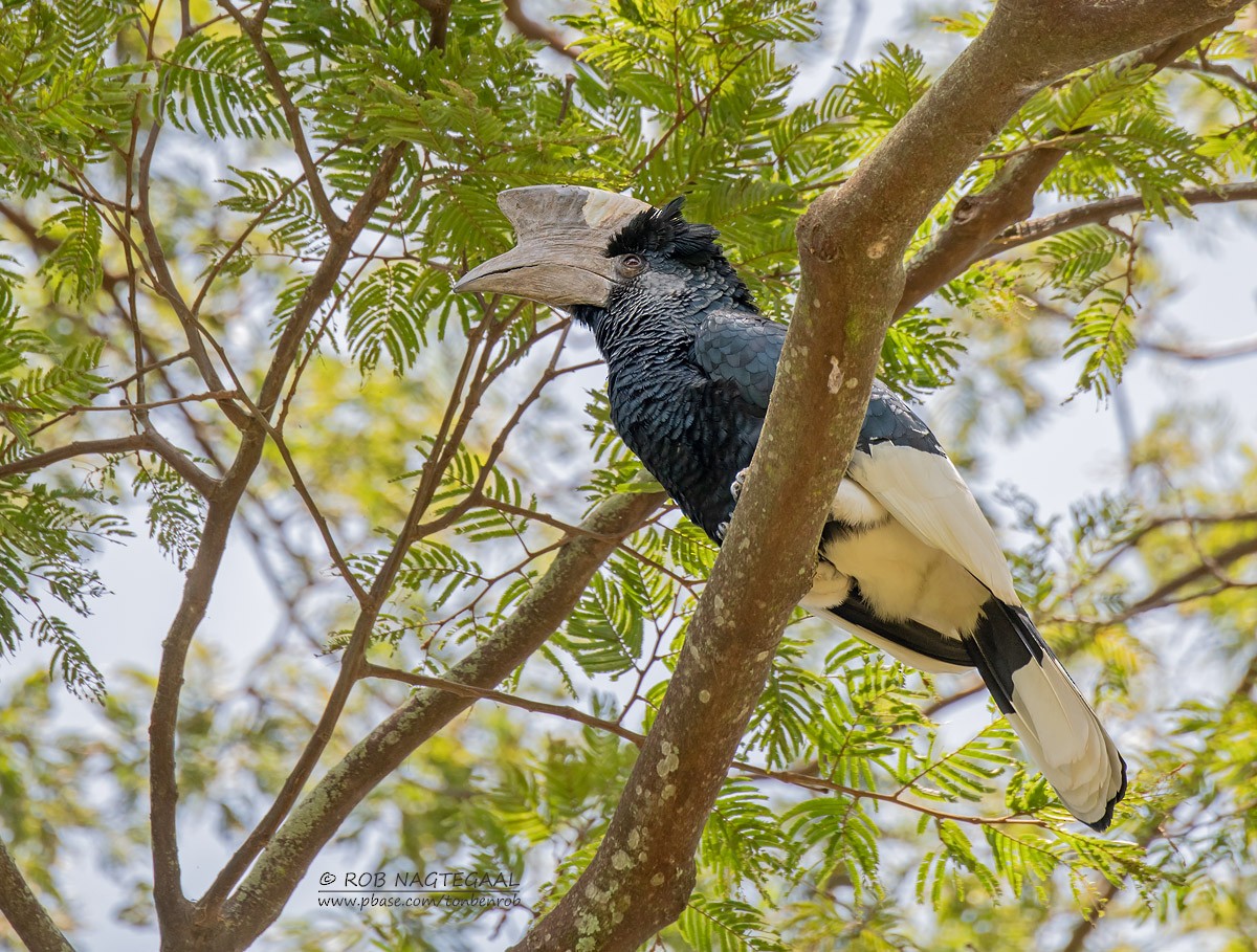 Black-and-white-casqued Hornbill - ML622872073