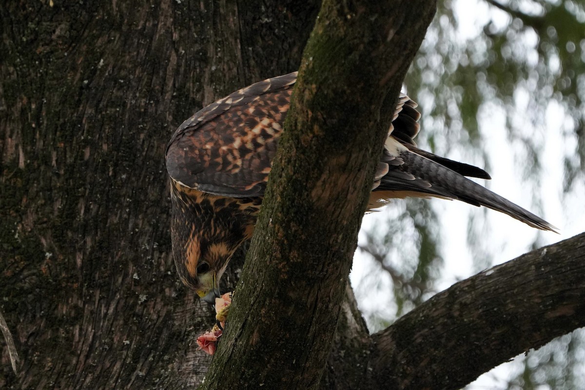 Harris's Hawk - ML622872075