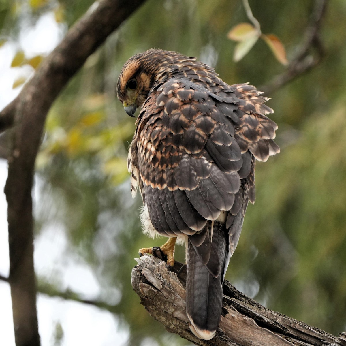 Harris's Hawk - ML622872076