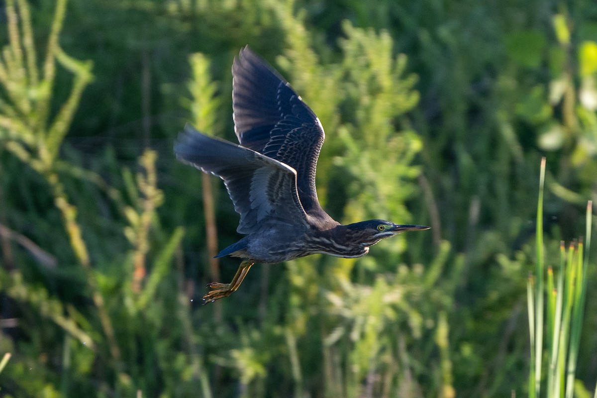 Green Heron - ML622872095